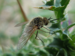 Bombylisoma
