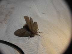 Phyllodesma tremulifolia