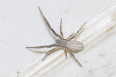 Uloborus walckenaerius