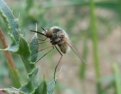 Bombylisoma