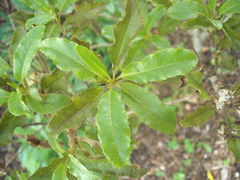 Brachyglottis perdicioides