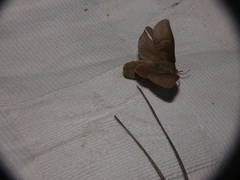 Phyllodesma tremulifolia