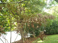 Brachyglottis perdicioides