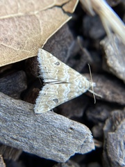 Hellula rogatalis