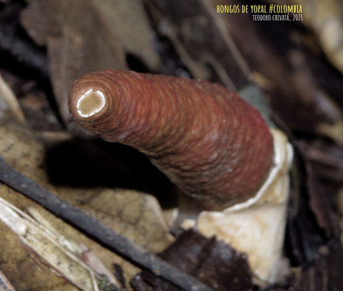 Mutinus argentinus