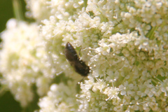 Hylaeus