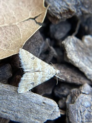 Hellula rogatalis