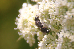 Hylaeus