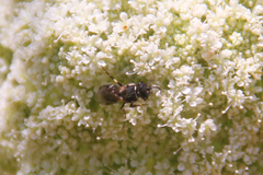 Hylaeus