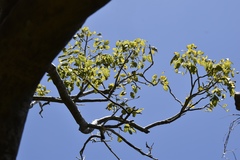 Zanthoxylum flavum