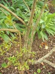 Brachyglottis perdicioides