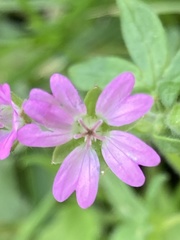 Geranium