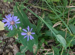 Symphyotrichum phlogifolium