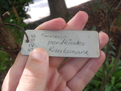 Brachyglottis perdicioides