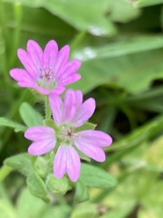 Geranium