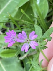 Geranium