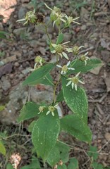 Doellingeria infirma