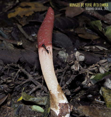 Mutinus argentinus