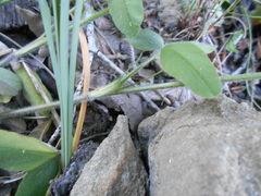 Trifolium ochroleucon ochroleucon