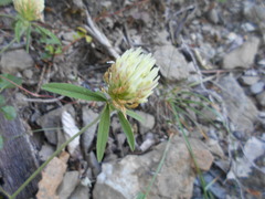 Trifolium ochroleucon ochroleucon