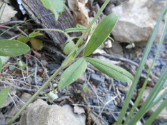 Trifolium ochroleucon ochroleucon