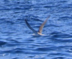 Onychoprion anaethetus