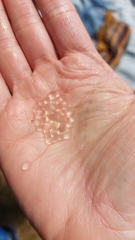 Bythotrephes longimanus