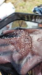 Bythotrephes longimanus