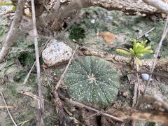 Astrophytum asterias