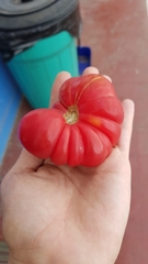 Solanum lycopersicum lycopersicum