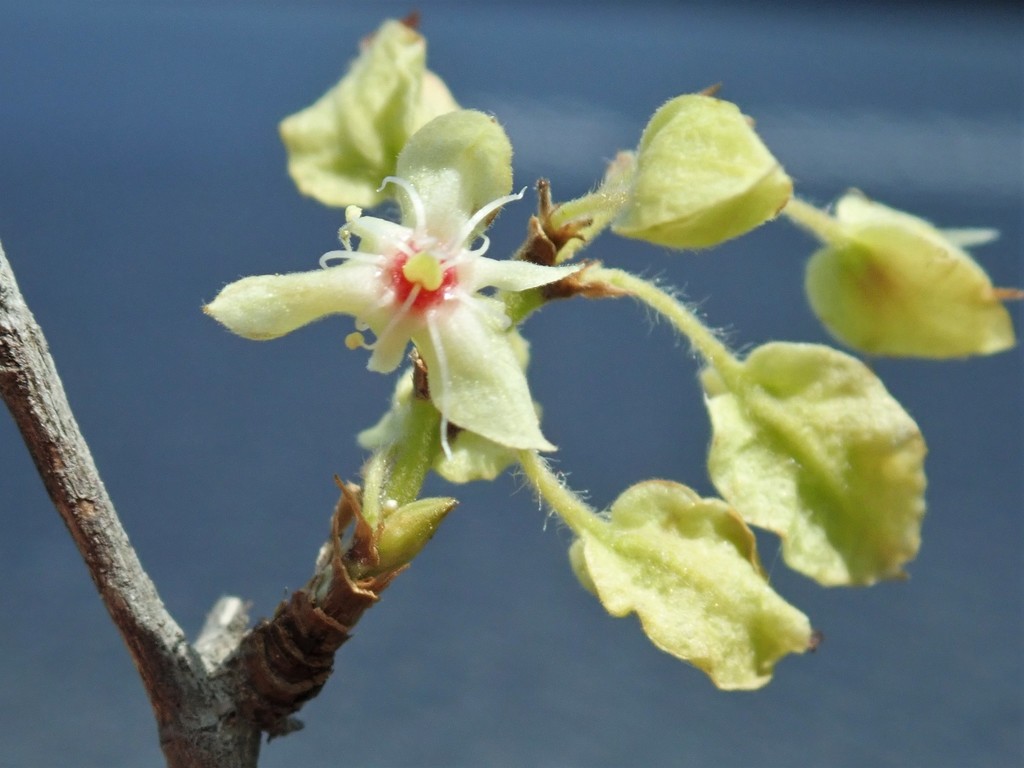 Gymnopodieae
