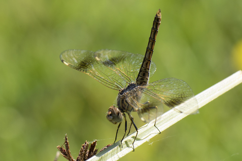 Northern Banded Groundling