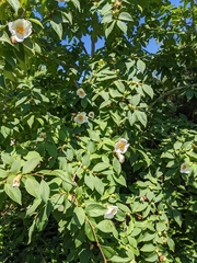 Stewartia rostrata