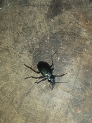 Calosoma alternans