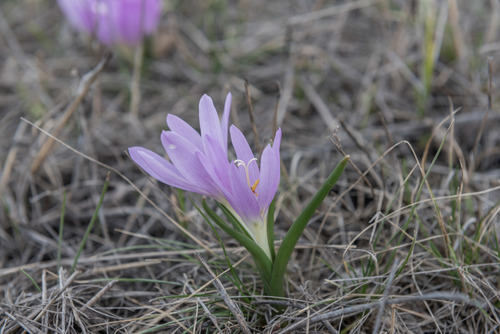 Colchicum bulbocodium