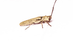 Pseudohippopsis gracilis