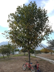 Quercus polymorpha