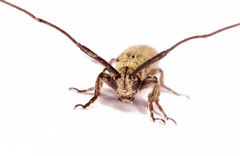 Pseudohippopsis gracilis