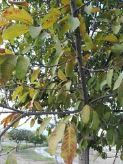 Quercus polymorpha