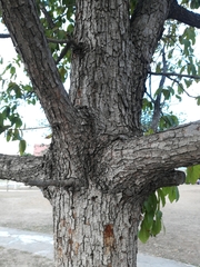 Quercus polymorpha