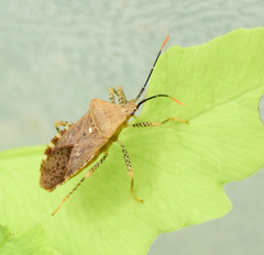 Anasa repetita