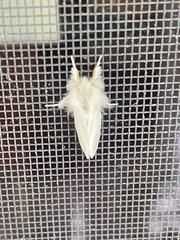 Euproctis chrysorrhoea