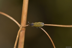 Lixus filiformis