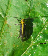 Saperda puncticollis