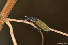 Lixus filiformis
