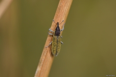 Lixus filiformis