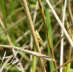 Pseudochorthippus parallelus