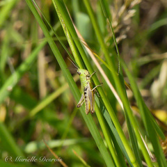 Pseudochorthippus parallelus