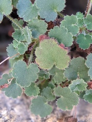 Heuchera hirsutissima