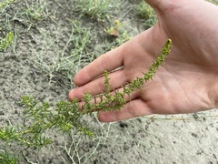 Suaeda tampicensis